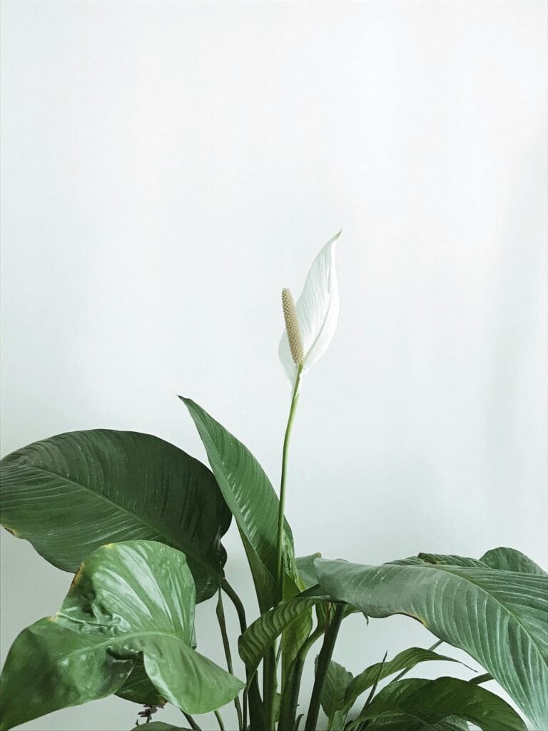 pexels-esrate-8599009